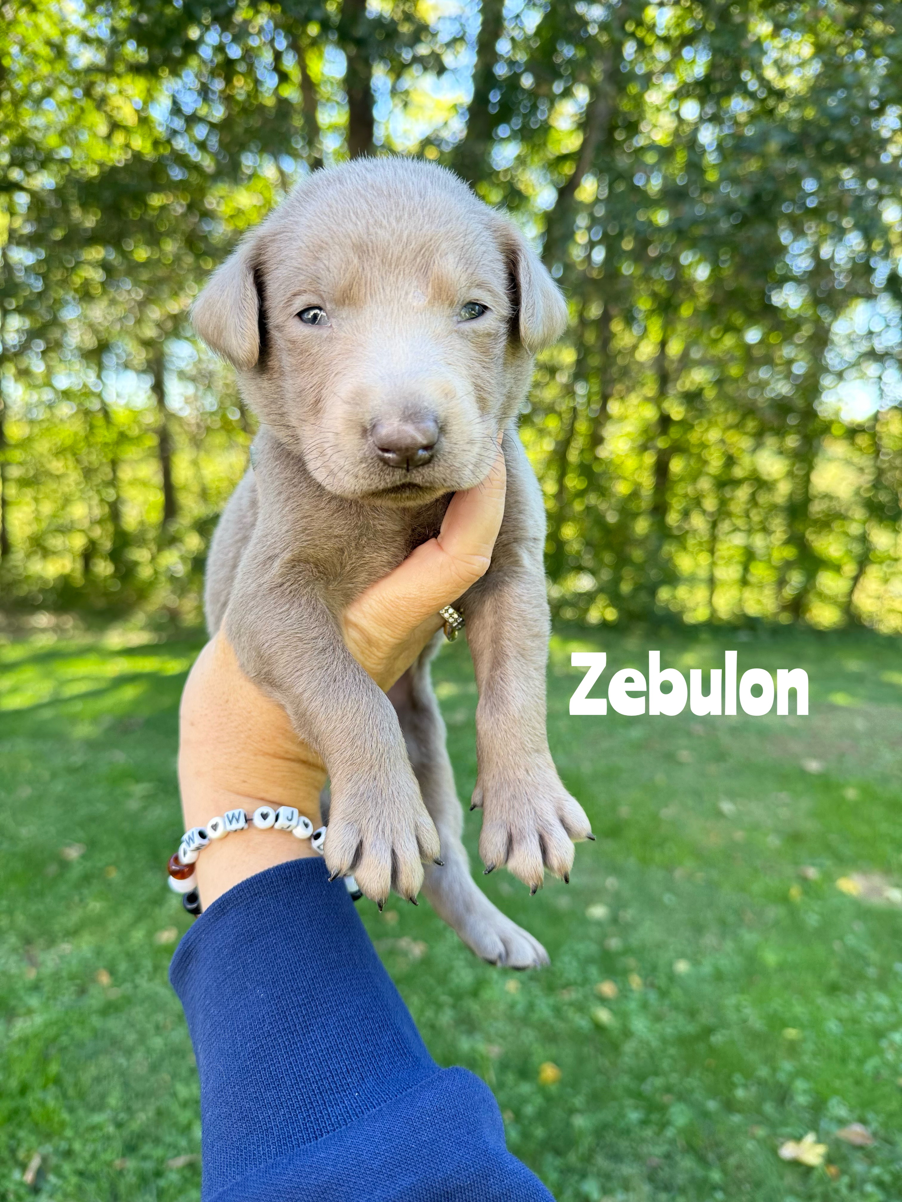 Zebulon 1